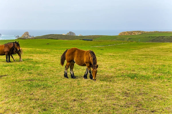 Baai Prachtig Paard Graast Een Groene Grasweide Bergpaarden Van Baskenland — Stockfoto