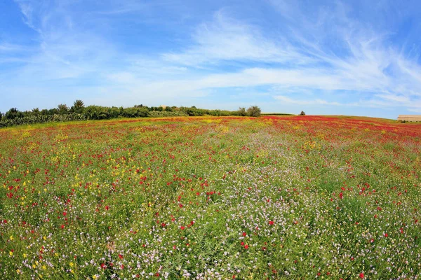 以色列南部 精致的明亮的红色花朵覆盖着绿色的草丛 上面铺着一条连续的地毯 二月份海葵盛开 — 图库照片