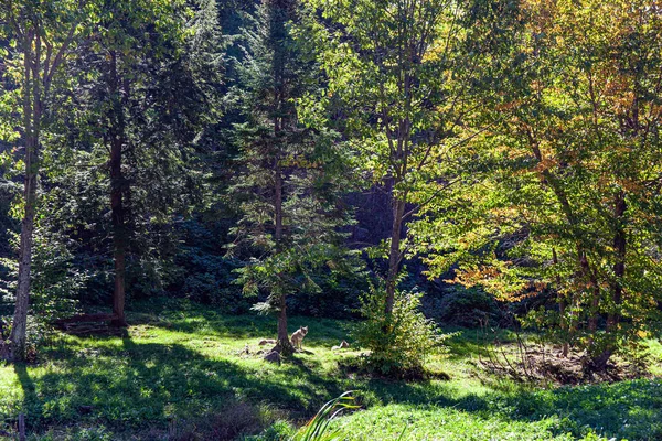 Magnifique Loup Gris Dans Forêt Automne Lush Multicolore Nord Automne — Photo