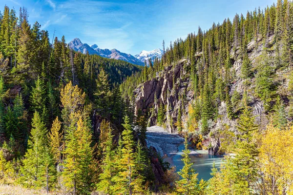 Shallow Mountain Stream Glacial Melted Water Evergreen Firs Steep Banks — Stock Photo, Image