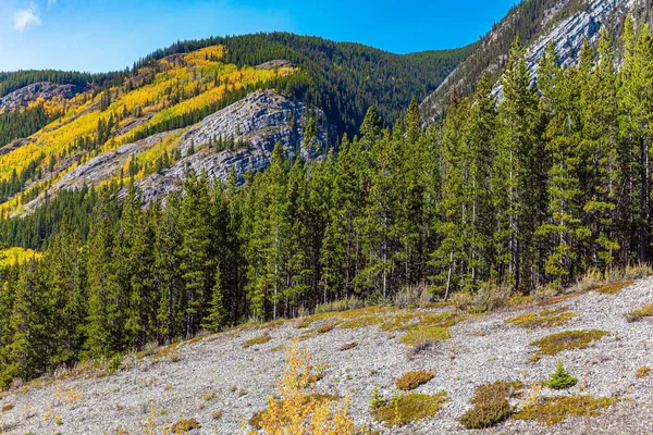 亚伯拉罕湖周围生机勃勃的黄绿色树叶和青草 加拿大落基山脉 灿烂的秋日 — 图库照片
