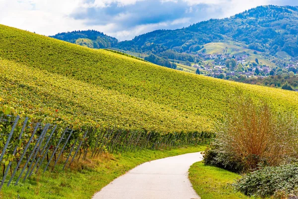葡萄园之间的路完美的水平和整洁的葡萄园 莱茵河和摩泽尔山 风景如画 德国葡萄酒产区 — 图库照片