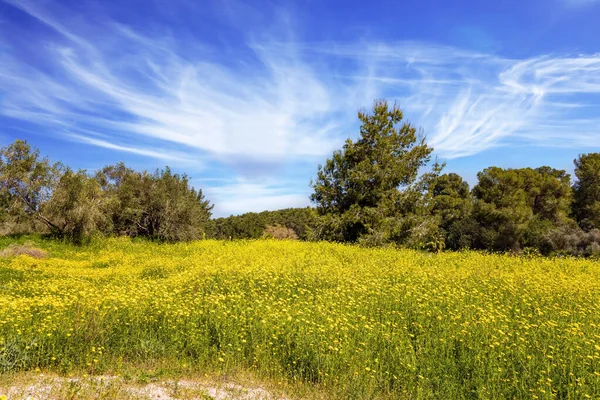 The green forest Ben Shemen in the center of Israel. Clean clear air and blue sky. Lovely yellow flowers of colza honey plant  in forest glades. Clean clear air and blue sky with light clouds over the forest.