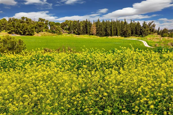 森林本 普通的可乐是一种蜂蜜植物 春天的绿草和花朵生长在森林的沼泽地里 以色列中部的森林 清新的空气和蓝天 — 图库照片