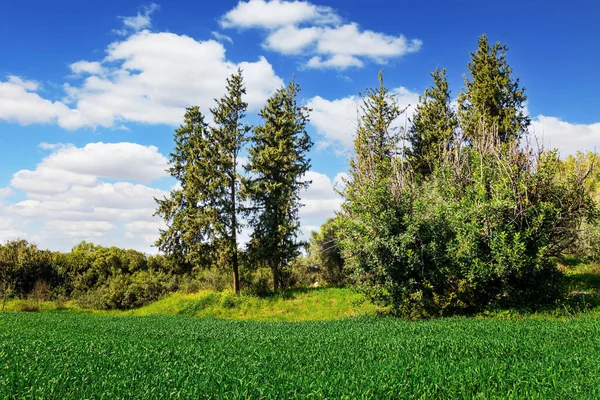 以色列中部的绿林本 第一个绿色农场的嫩芽 清澈的空气 蓝蓝的天空 轻盈的云彩笼罩着森林 — 图库照片
