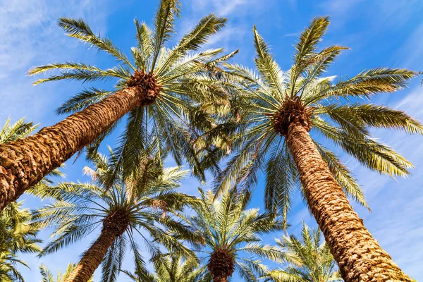 Grove of date palms. Tall palm trees are beautifully lit by the midday sun. The Judean Desert is a desert area in Israel located to the west of the Dead Sea. Israel.