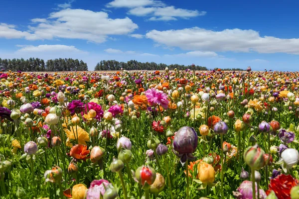 Magnifika Kibbutz Fält Blommande Smörbägare Stort Fält Färgglada Smörbägare Våren — Stockfoto
