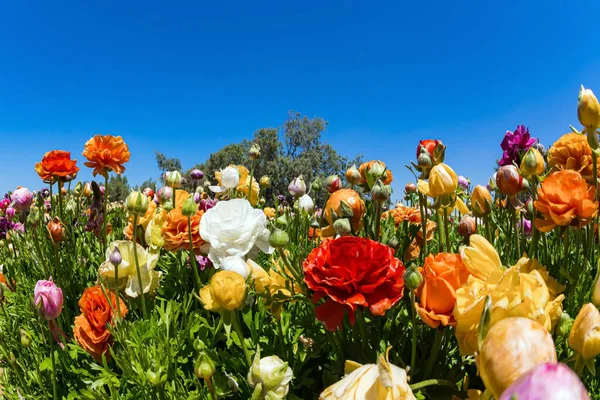 Wiosna Południu Izraela Malownicze Duże Kwiaty Ogrodowe Wspaniałe Pole Kibucu — Zdjęcie stockowe