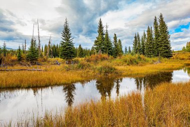 Autumn trip to the west of Canada. The tall grass turned yellow. The smooth lake surface reflects the cloudy sky and slender fir trees. The shallow lake is surrounded by an evergreen forest. 