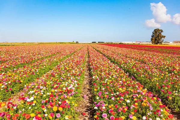 以色列的伟大性质 风景如画的巨大的花田 以色列南部与加沙交界的田野里盛开着五颜六色的大型花园蝴蝶 — 图库照片