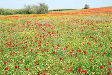  İsrail 'de ilkbahar başlarında. Kırmızı şakayıkların ilk tomurcuğu. Güney kibutz 'u. Çiçekli kırmızı şakayıklar. Yeşil, sulu çimenlerin arasında açan kırmızı çiçeklerden oluşan muhteşem halılar..