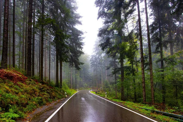 Morgondimma Den Släta Motorvägen Glittrar Regn Berömd Skog Centrala Europa — Stockfoto
