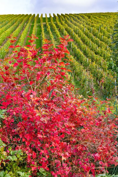 Великолепные Кусты Красными Листьями Гладкие Ряды Виноградников Холмах Возле Капелродека — стоковое фото