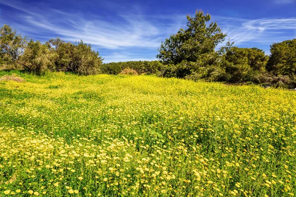 春天的草和花生长在森林的森林中 以色列中部的绿色森林 森林本 清新的空气和蓝天 — 图库照片