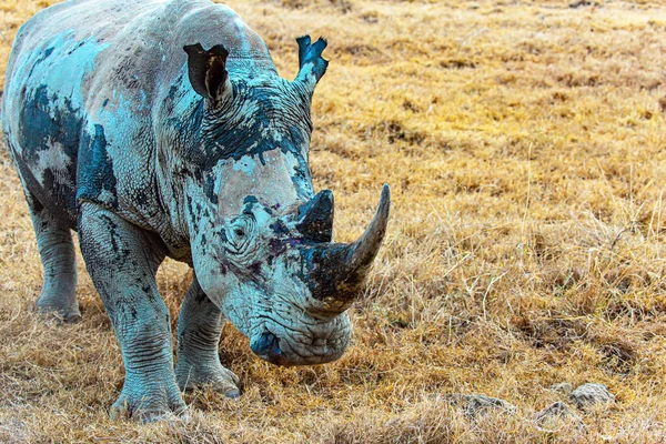 Lone Black Rhinoceros Grazes Sparse Dry Vegetation Black Rhinoceros Resident — Stock Fotó