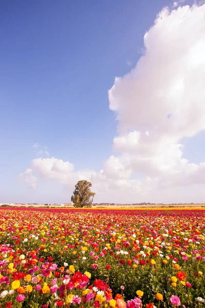 Picturesque Huge Fields Flowers Large Multi Colored Garden Buttercups Bloom — Stock Photo, Image
