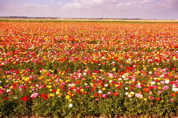 Multi Colored Garden Buttercups Ranunculus Bloom Fields Southern Israel Picturesque — Stock Photo, Image