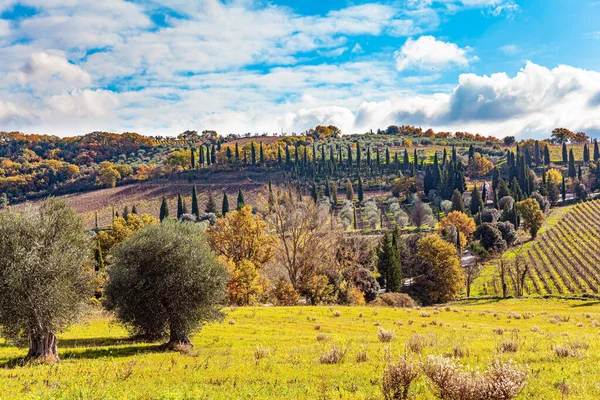 Italië Slanke Cipressen Sieren Omlijsten Wegen Heerlijke Warme Zonnige Dag — Stockfoto