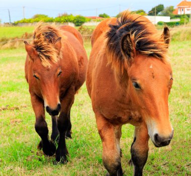 Güzel atların toplu portresi. Muhteşem hayvanlar ağır dağ atlarıdır. Bask ülkesinin dağ atları. İspanya. Köken bölgenin kültürel sembolü.