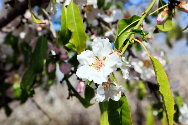 Branch Flowering Almond Trees Snow White Almond Flowers Yellow Stamens — Stock Photo, Image