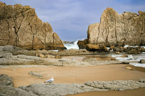 Adorable Gaviota Marina Increíbles Formaciones Rocosas Piedras Rocas Cantabria España — Foto de Stock