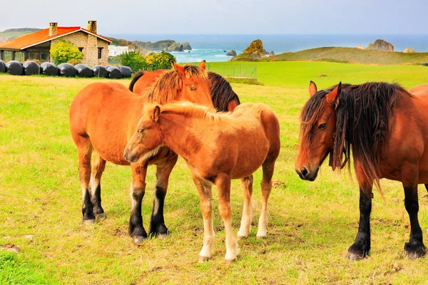 Skupina Krásných Koní Pasou Zelené Travnaté Louce Nedaleko Mořského Břehu — Stock fotografie