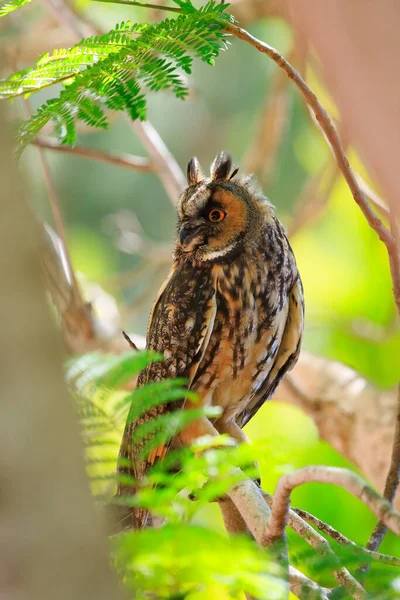 Beautiful Sunny Morning Marvelous Owl Resting Branches Acacia Tree Spring — Stock Photo, Image