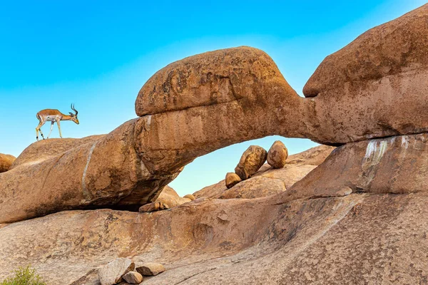 África Namibia Antílope Springbok Roza Entre Enormes Piedras Magnífica Piedra — Foto de Stock