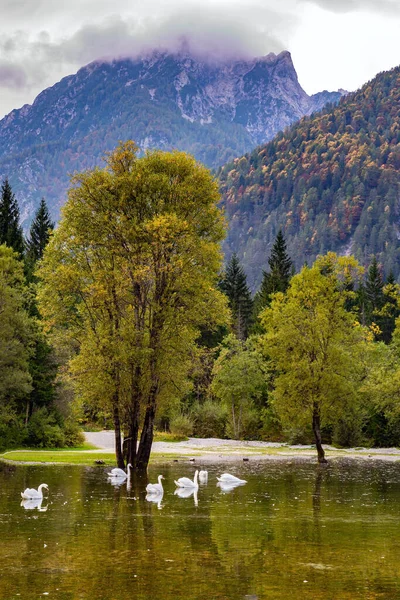 Озеро Фузин Зграя Величних Сніжно Білих Лебедів Плаває Тихому Мілкому — стокове фото