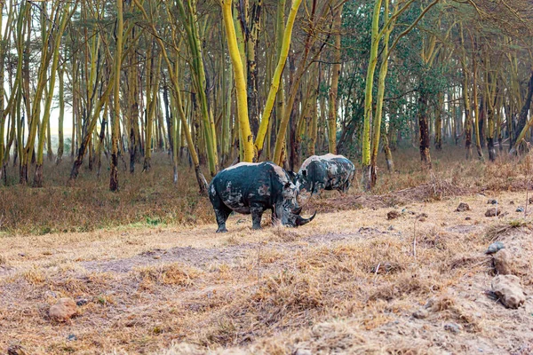 Pair Rhinos Grazes Sparse Dry Vegetation Neighborhood Lake Nakuru Black — Stock Photo, Image