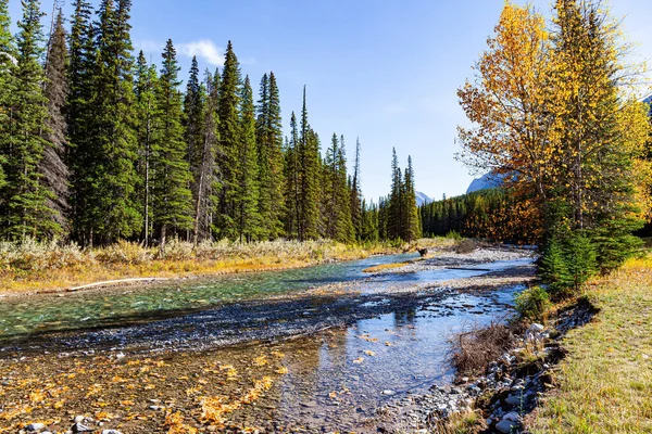 浅浅的溪流 底部为卵石状 位于落基山脉的公园 秋天的艳阳天是印度的夏天 加拿大 — 图库照片