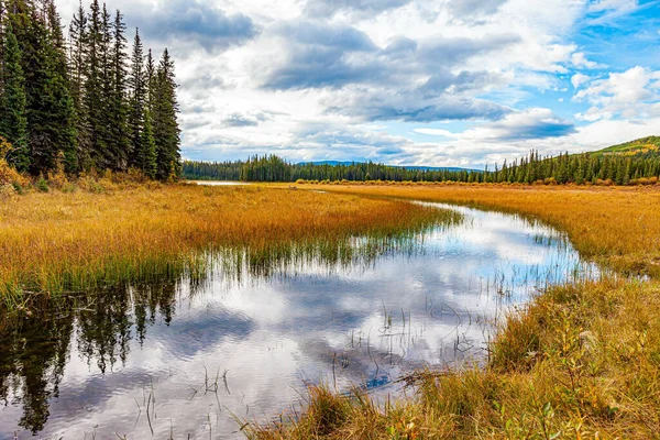 カナダの西への秋の旅行 森の端を吹き飛ばせ 背の高い草は黄色になりました 滑らかな湖の表面は曇り空と細いモミの木を反映しています — ストック写真