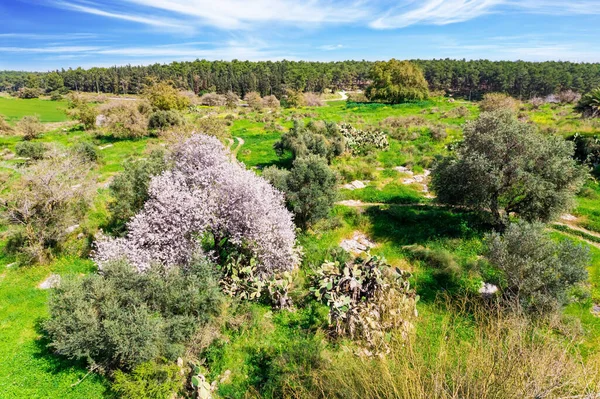 Adorable almond tree with pink flowers. The picture was taken from a bird\'s eye view. Israel. Forest Ben Shemen. Spring grass and flowers grow in forest glades.