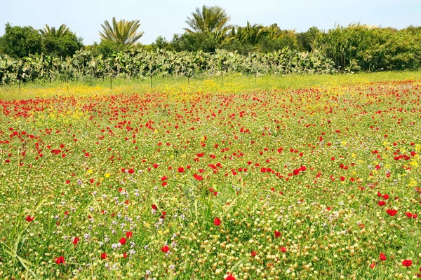 以色列的早春 第一束红海葵花南部集体农庄 翠绿多汁的草地上盛开的红花地毯 — 图库照片