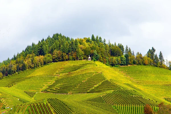 德国的葡萄酒产地 在莱茵河和摩泽尔山上平整成排的葡萄园 秋天的魔法在葡萄丛林中的绿叶中丛生着成熟的甜葡萄 — 图库照片