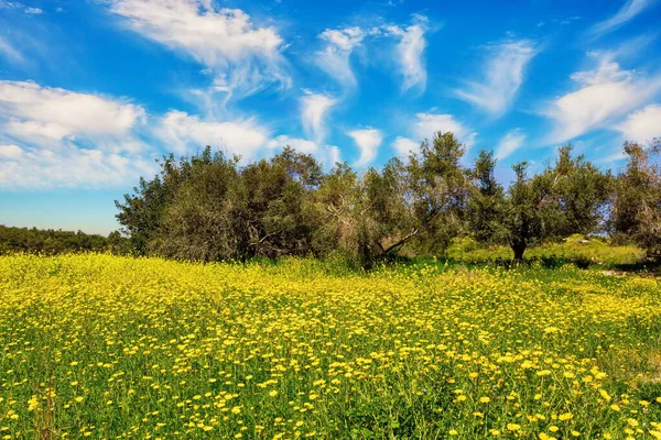 以色列中部的绿色森林 森林本 空气清新 天空蔚蓝 森林中生长着春天的青草和花朵 — 图库照片