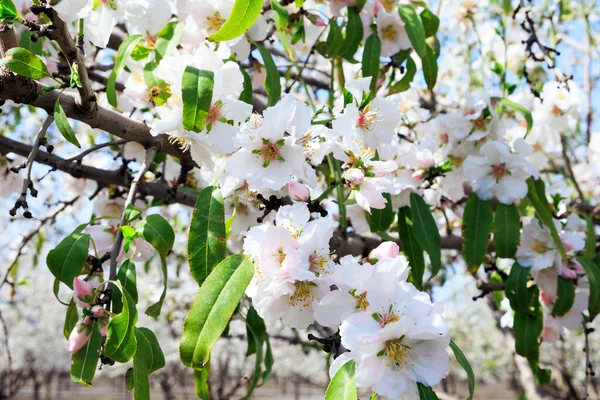 以色列的早春 华丽的杏树盛开 白粉色的开着花的杏树成行生长 盛开的杏树 美妙的春日 — 图库照片