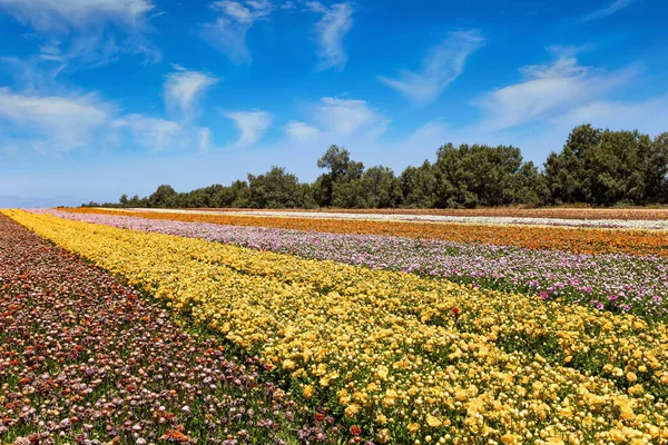 五颜六色的毛茸茸的大田地 以色列南部的春天 温暖而阳光灿烂的春天 华丽的集体农庄 盛开的蝴蝶 — 图库照片
