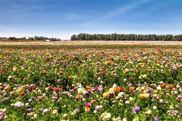 色とりどりの花のバターカップの巨大なフィールド 明るい色の絵のような大きな庭の花が広いストライプに植えられています イスラエル南部の春 暖かい春の日 — ストック写真