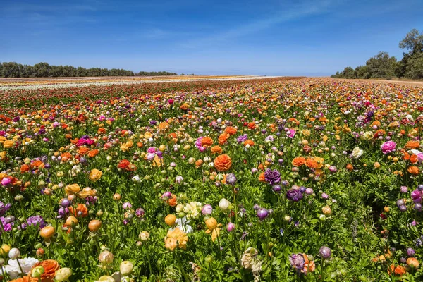 Spring South Israel Picturesque Large Garden Flowers Bright Colors Planted — Stock Photo, Image