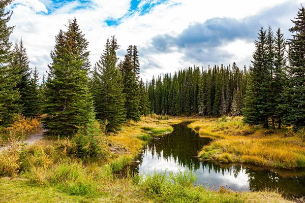 平静的湖面映衬着多云的天空和细长的冷杉树 高草变成了黄色 加拿大西部之行 — 图库照片