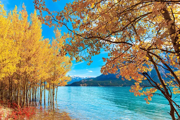 Затопленная Березовая Роща Живописные Желтые Оранжевые Осенние Листья Изумрудных Водах — стоковое фото