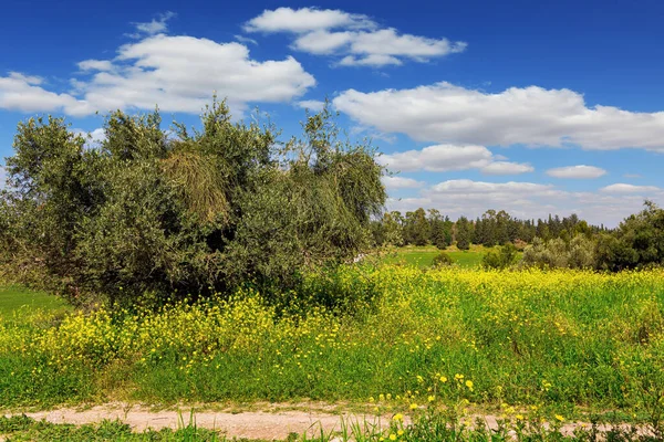 森林本 春天的绿草和花朵生长在森林的沼泽地里 普通的可乐是一种蜂蜜植物 以色列中部的森林 清新的空气和蓝天 — 图库照片