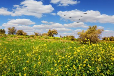Orman Ben Shadi. Colza bir bal bitkisidir. İlkbahar yeşili ve çiçekler orman açıklıklarında yetişir. İsrail 'in merkezindeki orman. Temiz hava ve mavi gökyüzü. 