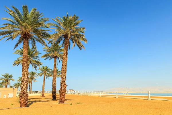 Wysokie Palmy Plaży Wybrzeże Morza Martwego Słynny Kurort Izraelu Morze — Zdjęcie stockowe
