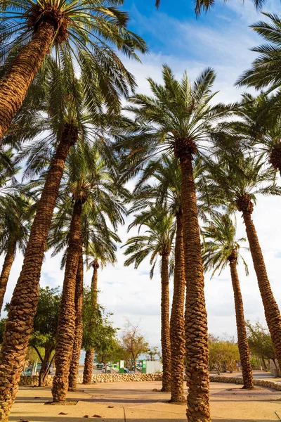 Grove Palm Daty Wysokie Smukłe Drzewa Pięknie Oświetlone Południowym Słońcem — Zdjęcie stockowe