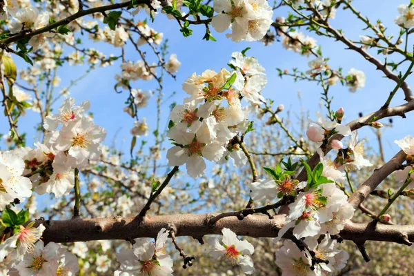 Snow White Almond Flowers Yellow Stamens Clear Blue Sky Blooming — Stock Photo, Image