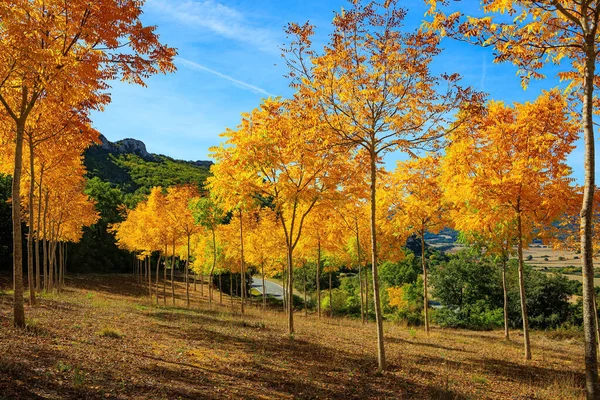 Indrukwekkende Steeg Aspen Bos Doorboord Door Zonnestralen Weelderige Herfstkleuren Helemaal — Stockfoto