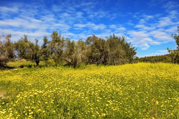 イスラエルの中心にある緑の森ベン シェメン 澄んだ空気と青い空 フォレストグレーズのコルザ蜂蜜の植物の美しい黄色の花 澄んだ空気と青い空に光の雲が森の上に — ストック写真