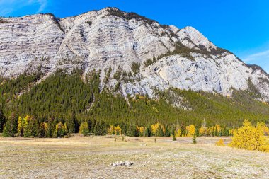 Abraham Lake 'in mahallesi. Abraham Gölü 'nün etrafında canlı sarı yeşillikler ve yeşillikler. Kanada 'nın Rocky Dağları. Muhteşem güneşli bir sonbahar günü. 